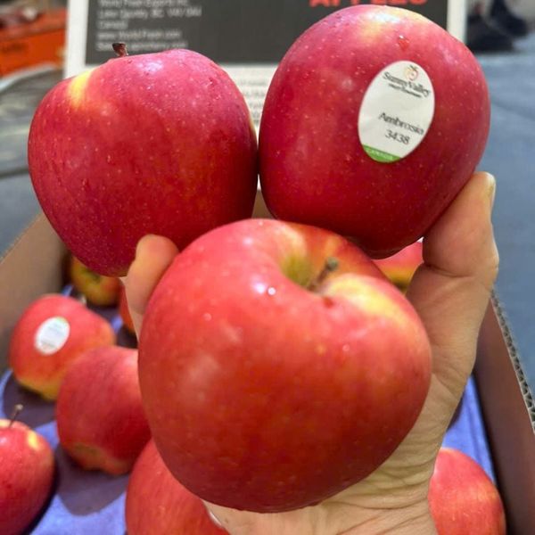Táo Ambrosia Canada giá sỉ tại Hoàng Giang Fruit