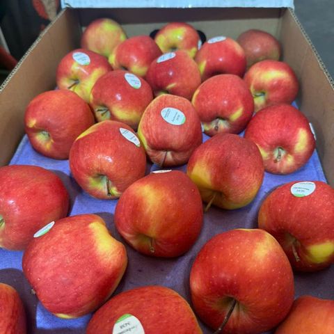  Táo Ambrosia Canada 