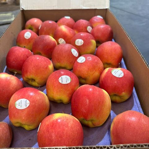  Táo Ambrosia Canada 