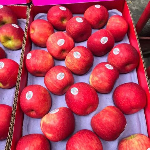  Táo Diva New Zealand 