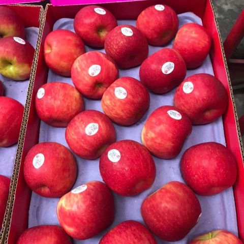  Táo Diva New Zealand 