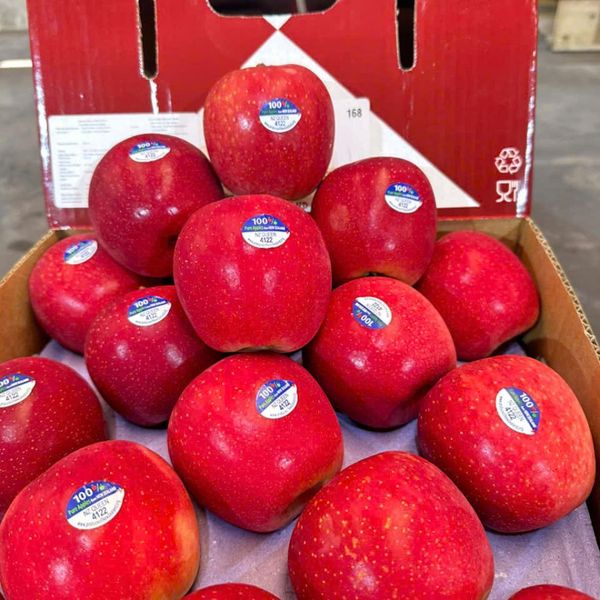 Táo Queen New Zealand – Giá Sỉ Tốt Nhất Từ Hoàng Giang Fruit