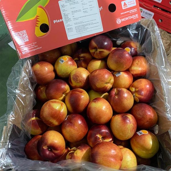 Xuân Đào Vàng Úc