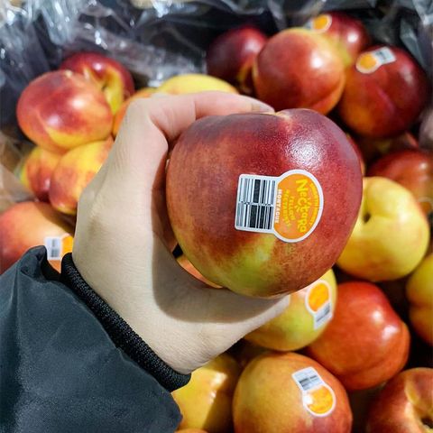  Xuân Đào Vàng Úc 