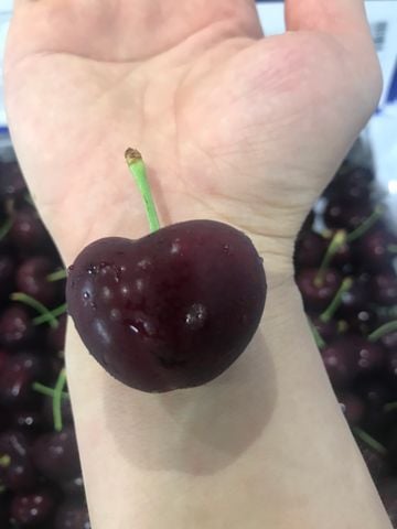  Cherry Mỹ 