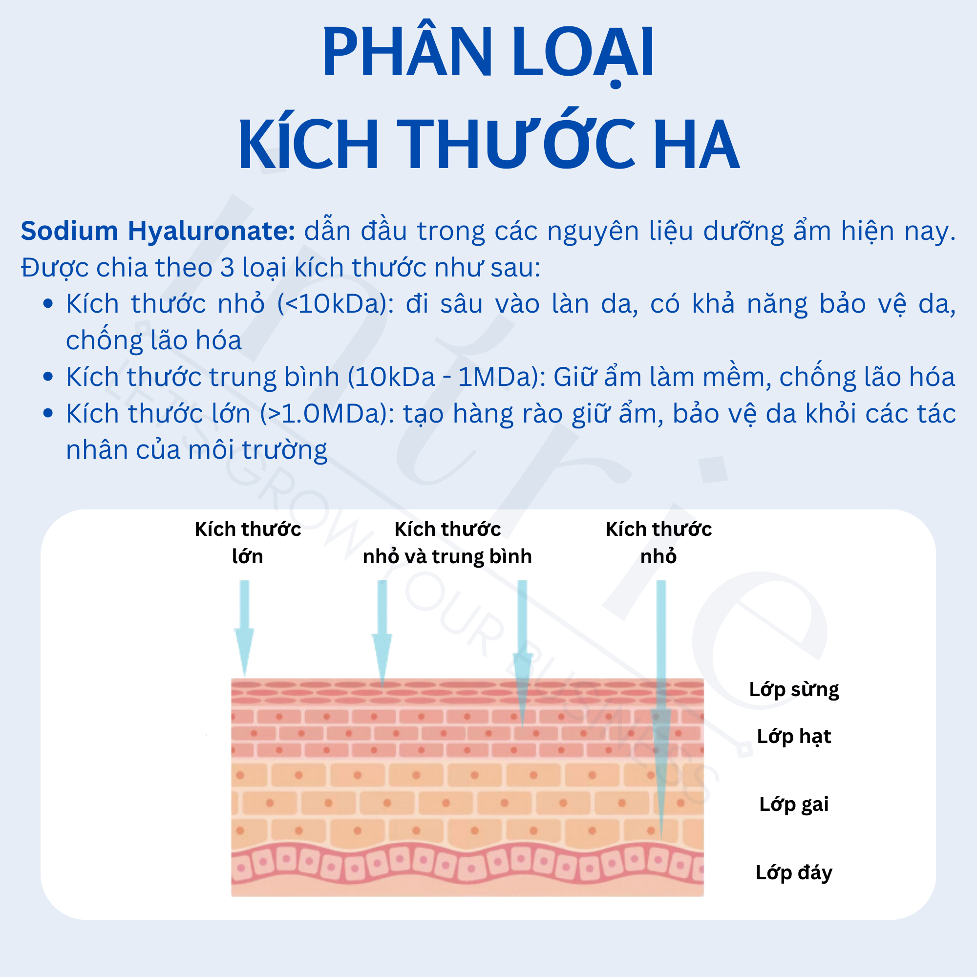  Sodium Hyaluronate 