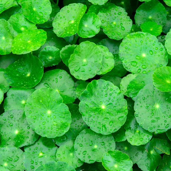  Centella Extract(HD-W)R1 