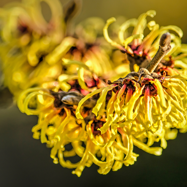  Witch Hazel Extract-DL 