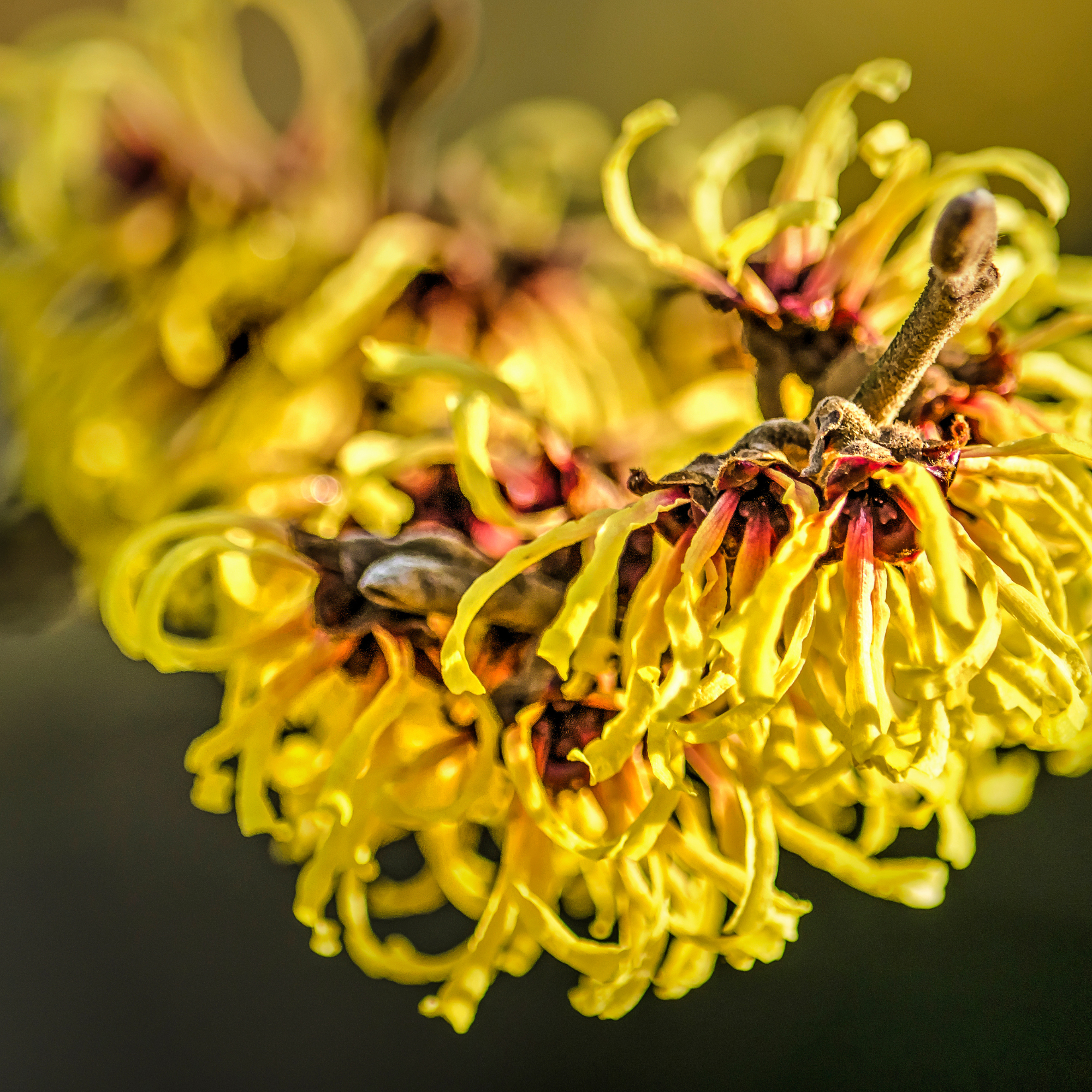  Witch Hazel Extract-DL 