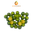 Frozen Calamansi