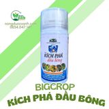  KÍCH PHÁ ĐẦU BÔNG BIGCROP 