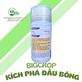  KÍCH PHÁ ĐẦU BÔNG BIGCROP 
