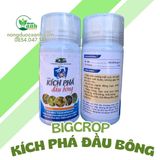  KÍCH PHÁ ĐẦU BÔNG BIGCROP 