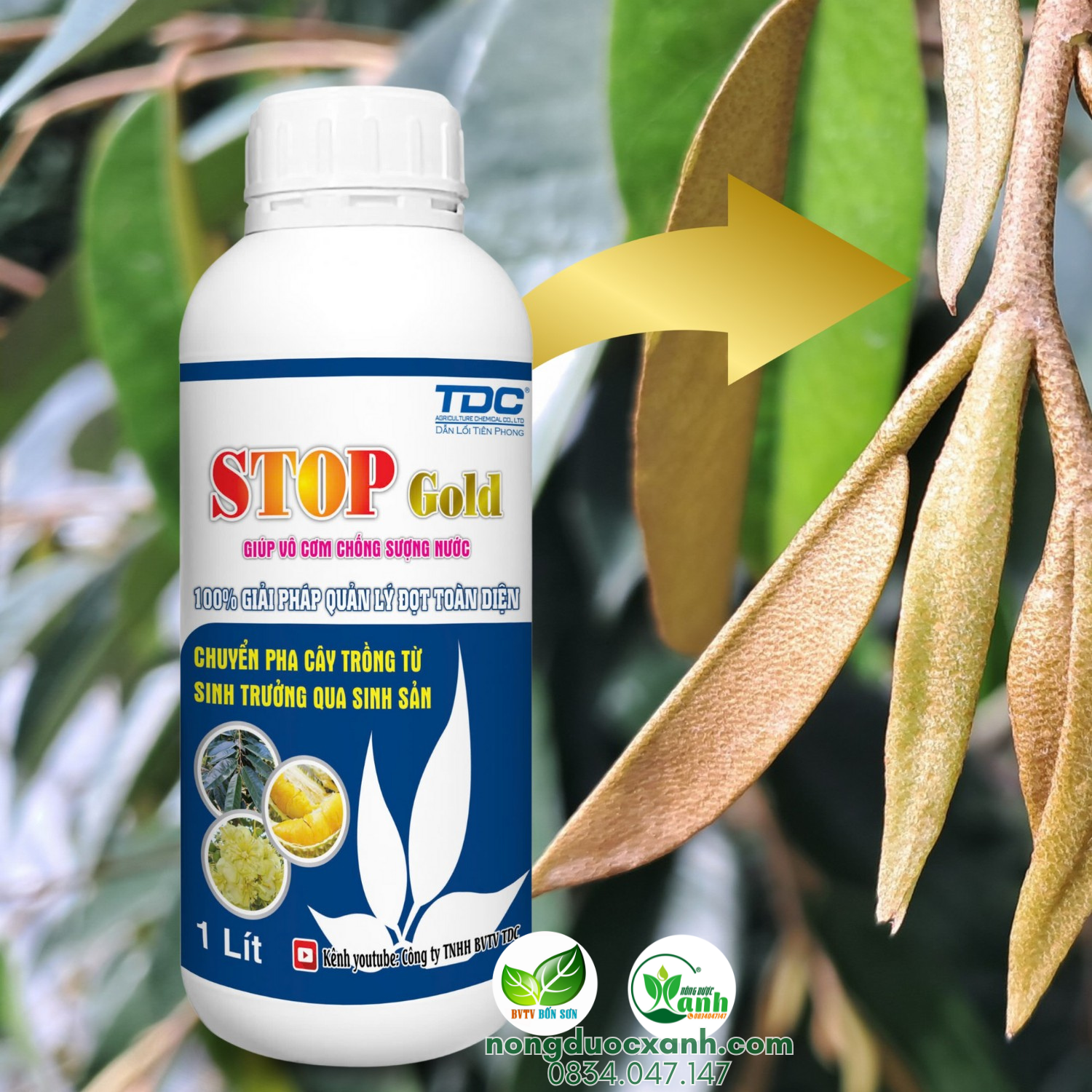  Chuyên Chặn Đọt Sầu Riêng - Stop Gold - TDC 