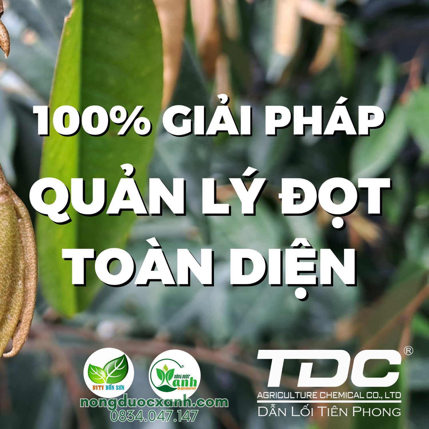  Chuyên Chặn Đọt Sầu Riêng - Stop Gold - TDC 