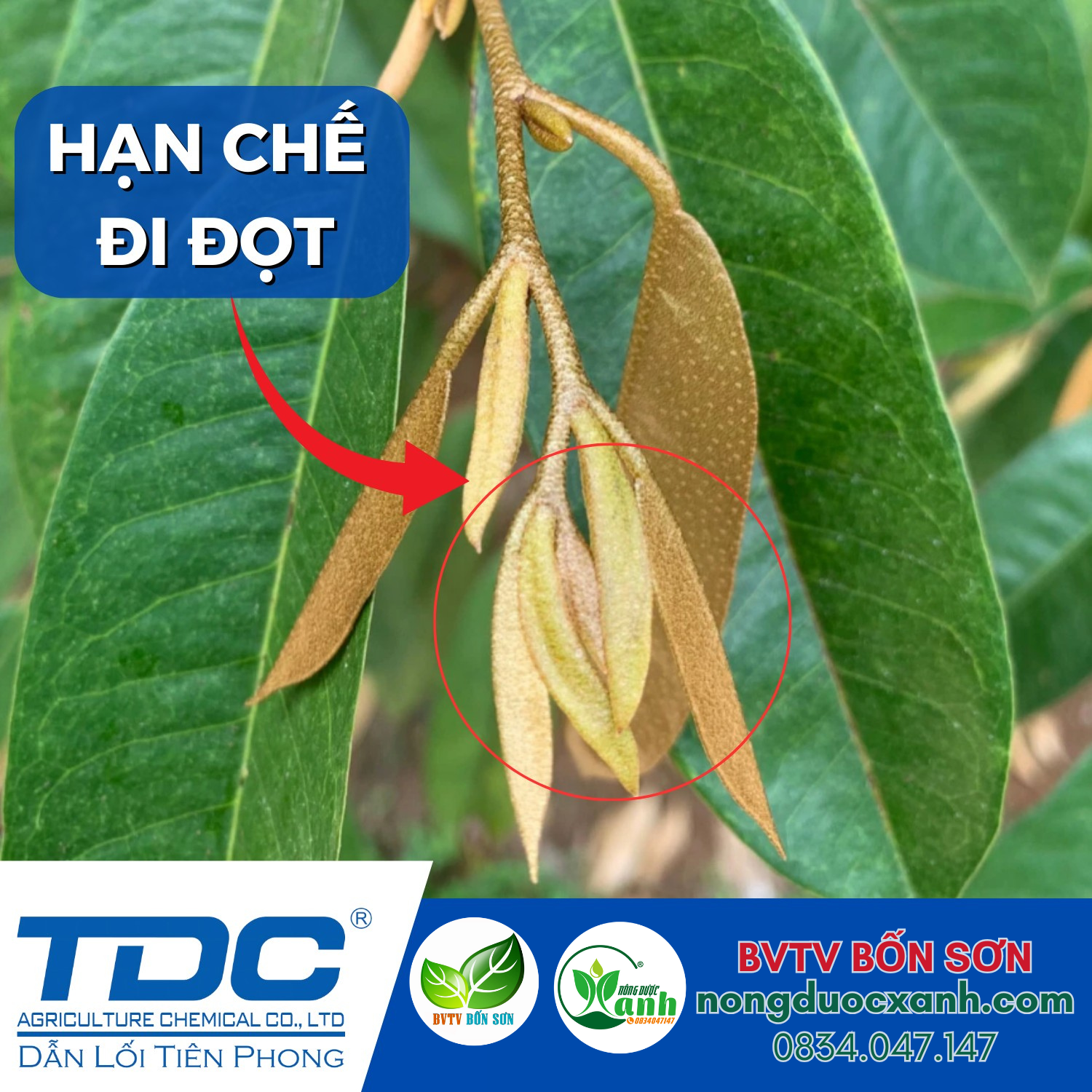  Chuyên Chặn Đọt Sầu Riêng - Stop Gold - TDC 