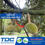  Chuyên Chặn Đọt Sầu Riêng - Stop Gold - TDC 