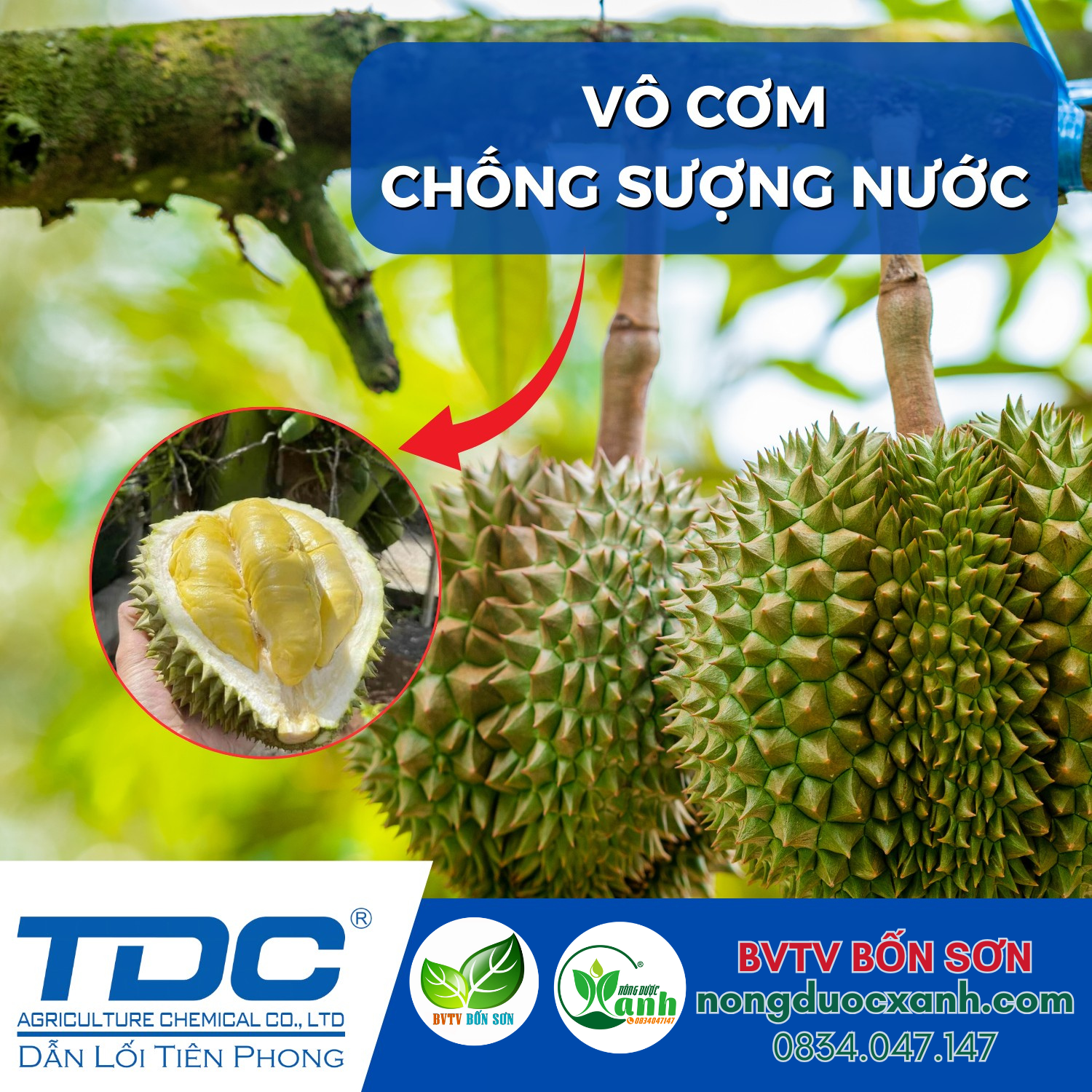  Chuyên Chặn Đọt Sầu Riêng - Stop Gold - TDC 