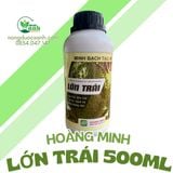  LỚN TRÁI HOÀNG MINH 500ML 