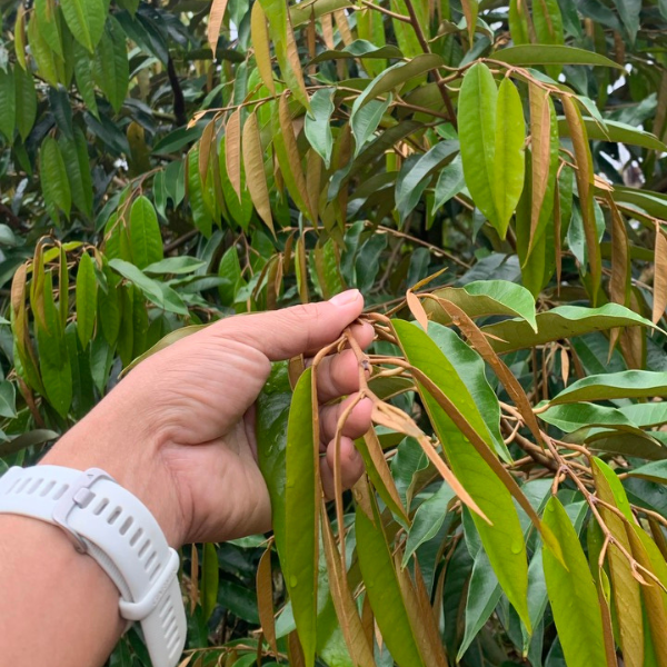  BS Super Humic USA - SIÊU KÍCH RỄ- Dạng Vảy Nhanh Tan - 1kg 
