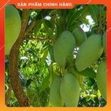  Phân bón lá HTC ĐẠI NGÀN - Ủ Trái chín 500ml . Nông Dược Xanh 