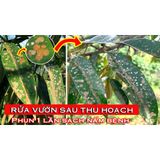  RIKBLUE – Đồng hữu cơ - Sạch Rong Rêu, Nấm Tảo 