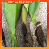  Thuốc trừ bệnh cao cấp Mataxyl 500 WP [Gói 100 gram]  . Nông Dược Xanh 