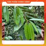  [HÀNG NHẬP KHẨU ] Phân bón lá DIMO 88 Ra rễ mạnh, xanh cây To trái, mã đẹp 