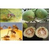  Thuốc Dẫn Dụ Diệt Ruồi Đục Trái VIZUBON - D Vipesco. 