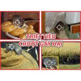  [Combo] 100 viên diệt chuột STORM ( 5 x 20 viên) [sieutietkiem] . Nông Dược Xanh 