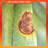  Thuốc trừ bệnh Antracol 100g - thán thư, vàng lá, sương mai, rỉ sắt . Nông Dược Xanh 