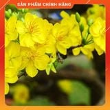  Phân bón lá vi lượng HK 7.5.44 Hợp Trí gói 250gr . Nông Dược Xanh 
