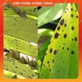  Thuốc trừ bệnh Antracol 100g - thán thư, vàng lá, sương mai, rỉ sắt . Nông Dược Xanh 