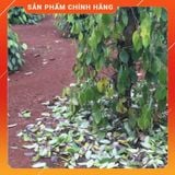  Thuốc trừ bệnh cao cấp Mataxyl 500 WP [Gói 100 gram]  . Nông Dược Xanh 