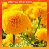  Kích thích sinh trưởng Comcat 150WP từ A đến Z gói 7.55 gr . Nông Dược Xanh 