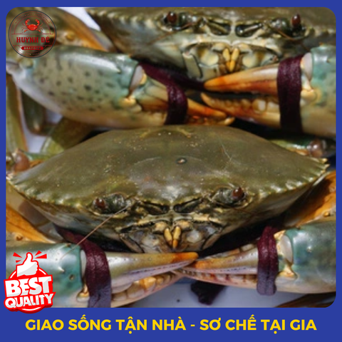 Cua - Ghẹ