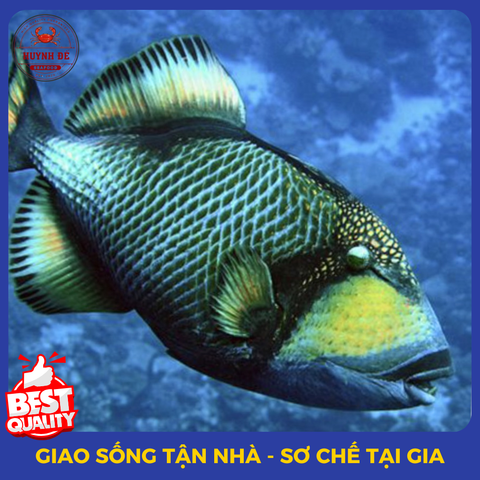 Tươi Sống 100%