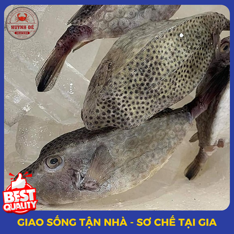 Cá Các Loại