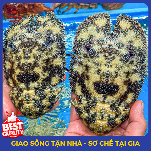 Tôm Các Loại