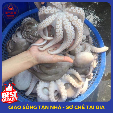 Mực - Bạch tuộc