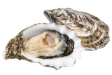  HÀU ÚC 