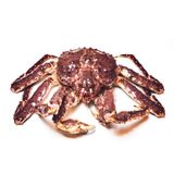  KING CRAB ĐỎ 