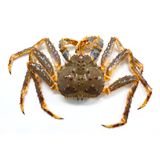  KING CRAB XANH 