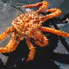 KING CRAB VÀNG