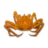  KING CRAB VÀNG 