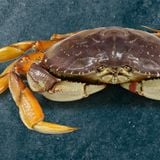  CUA BIỂN CANADA (DUNGENESS) 