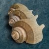 ỐC KÈN BẮC MỸ