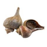  ỐC KÈN BẮC MỸ 
