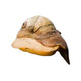  ỐC MẶT TRĂNG BẮC MỸ 