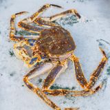  KING CRAB XANH 
